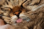 过于闷热导致猫咪下意识伸舌降温,过长舌头在睡眠和闭嘴时的无意伸出