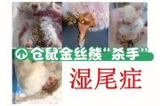 仓鼠湿尾怎么办(幼鼠湿尾如何处理)