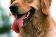 金毛寻回犬能活多少岁,金毛寻回犬百度百科