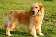 纯种金毛犬的标准身高体重和影响因素(影响金毛犬体型大小的因素和大致范围)