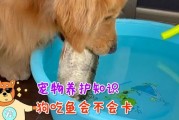 狗可以吃鱼吗会不会卡住,狗可以吃鱼吗骨头