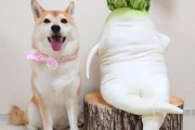 狗狗可以吃水萝卜吗,狗可以吃白萝卜吗有毒吗