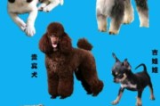 小型犬种有哪些品种,小型犬种大全 品种