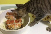 猫咪可以吃螃蟹吗生的,猫可以吃螃蟹么
