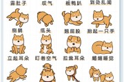 狗的语言与行为解读(狗的语言互通吗)