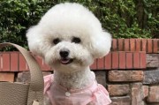 比熊鼻子变粉了怎么办？有效解决鼻头退色的小窍门