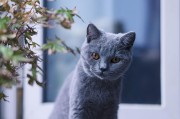蓝短(英国短毛蓝猫的经典与特色)