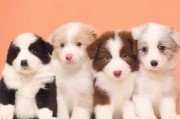 边牧幼崽图片大全,边牧幼崽图片大全图片欣赏