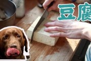 狗狗能不能吃豆腐脑,狗狗能不能吃豆腐花