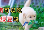 狗 可以吃绿豆吗,狗子可以吃绿豆吗