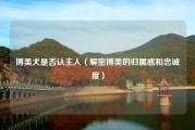 博美犬是否认主人（解密博美的归属感和忠诚度）