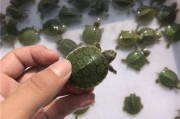 巴西龟几天喂一次比较好,巴西龟几天喂一次啊