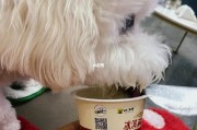 比熊可以喝酸奶吗