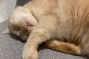 猫咪睡觉打呼噜声音特别大,猫咪睡觉打呼噜是不是生病了