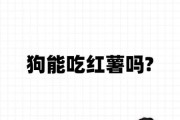 狗狗可以吃红薯吗熟的,狗狗可以吃红薯吗8个月