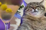 猫可以喝酒白酒吗,猫咪可以喝酒吗
