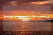 博美犬抱人脚的意思是什么（如何正确理解这一行为）