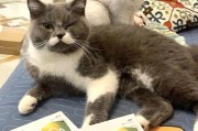 猫咪驱虫频率指引(市售猫咪驱虫药大盘点)