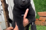 盘点五大黑色猛犬(揭秘五黑犬的神秘故事)