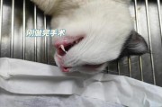 公猫绝育不能等,公猫多大接受绝育手术最合适