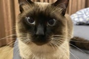 暹罗猫掉毛严重吗怎么办,暹罗猫掉毛严重吗