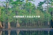 小雪纳瑞多久会定点大小便