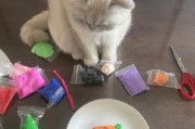 猫咪能否食用胡萝卜,猫咪食用胡萝卜需注意的事项