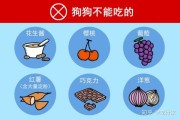 狗能吃萝卜吗为什么,狗能吃萝卜吗熟的