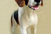 美国猎狐犬多少钱一只,美国猎狐犬对人类的危害
