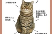 中华田园猫的优点,狸花猫的优点