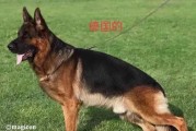 东德牧和西德牧的差异(弓背与平背德国牧羊犬的优缺点)