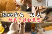 猫用头拱你的手是什么意思,猫月子多长时间