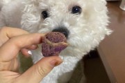 比熊能吃虾吗？了解比熊食用虾的注意事项