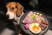 比格犬吃什么食物,比格犬吃什么比较好