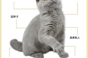 蓝猫一生认几个主人,新手养蓝猫的十大忠告