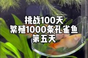 孔雀鱼多久生一次孩子,怎样知道孔雀鱼快生了
