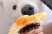 狗狗进食红豆的益处与注意事项,红豆作为狗狗饮食补充食品的优势与限制