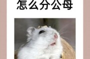 仓鼠多久生宝宝 前兆,公母仓鼠放一起多久怀孕