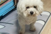 比熊能吃馒头吗？馒头对狗狗的影响