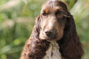 英国可卡猎鹬犬(英国可卡长毛猎犬)