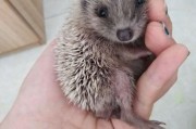 野生刺猬可以家养吗,刺猬可以家养嘛