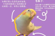 玄凤寿命一般是多久,玄凤寿命几年