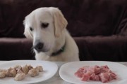 肉狗吃什么,狗吃生肉吗