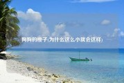 狗狗的桃子(为什么这么小就会这样)