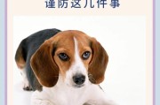狗尿血(狗狗泌尿系统疾病的警示)