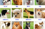金毛狗名字洋气名大全,金毛狗名字顺口霸气