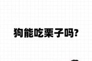 狗子能不能吃栗子,狗狗能吃栗子肉吗