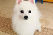 狐狸犬图片 白色,博美狐狸犬图片
