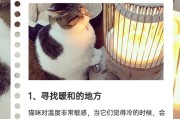 猫怕冷吗(貓怕冷的表現和如何幫助牠們保暖)