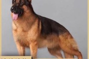德国纯种牧羊犬(纯种牧羊犬幼犬多少钱一只)